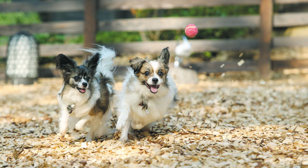 ラブドッグステーション＆カフェ 愛犬の駅